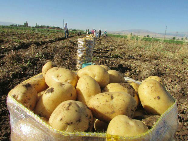 وزارة تتخبط حتى في "البطاطا".....
