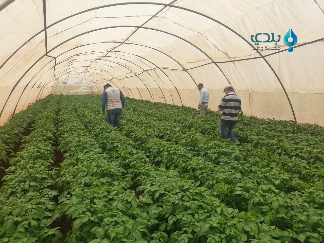 مشروع لإكثار بذار البطاطا محلي...