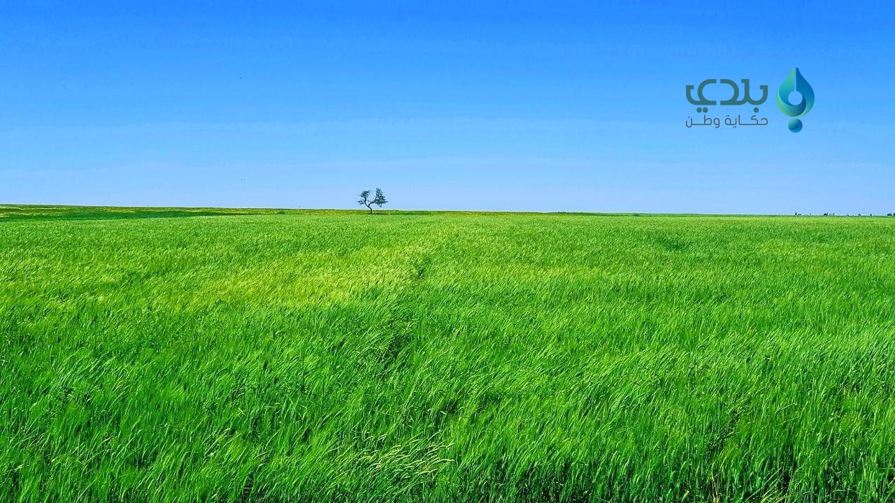 حملة لمكافحة حشرة "السونة" بري...