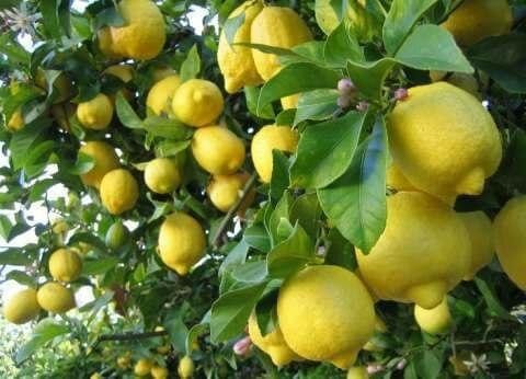 مسؤول موالٍ: أسعار الخضار والف...