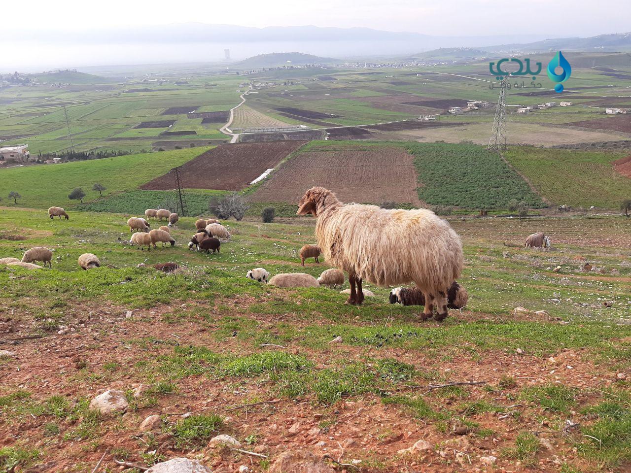 مع حلول عيد الأضحى.. ارتفاع أس...
