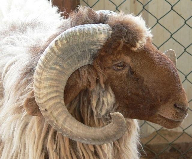 في سوريا.. "كبش" بـ 5 ملايين ل...