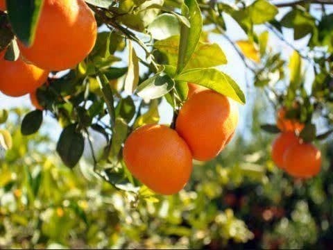 "تجارة دمشق": الحكومة لم تلتزم...