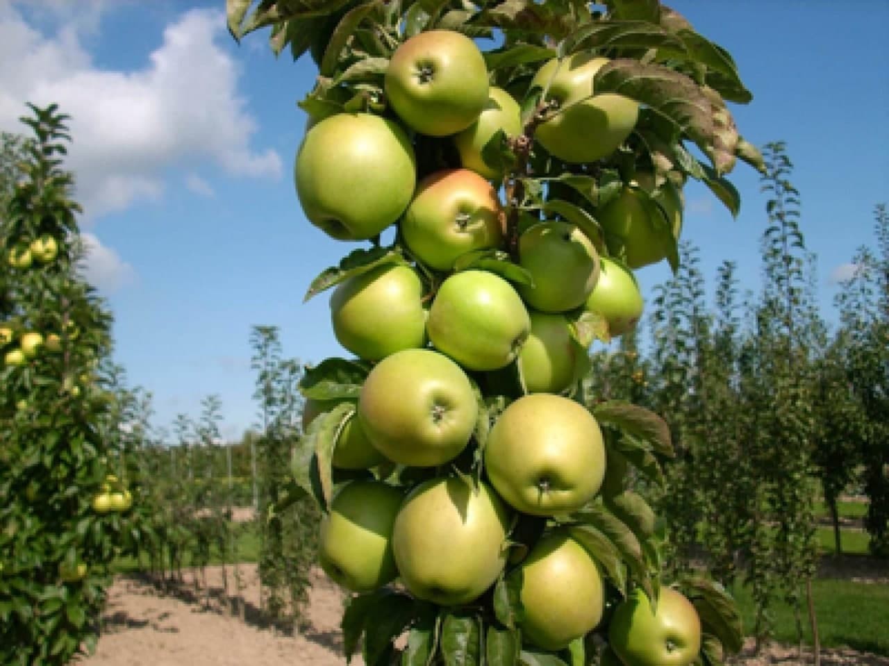 محافظة السويداء تخسر محصول الت...