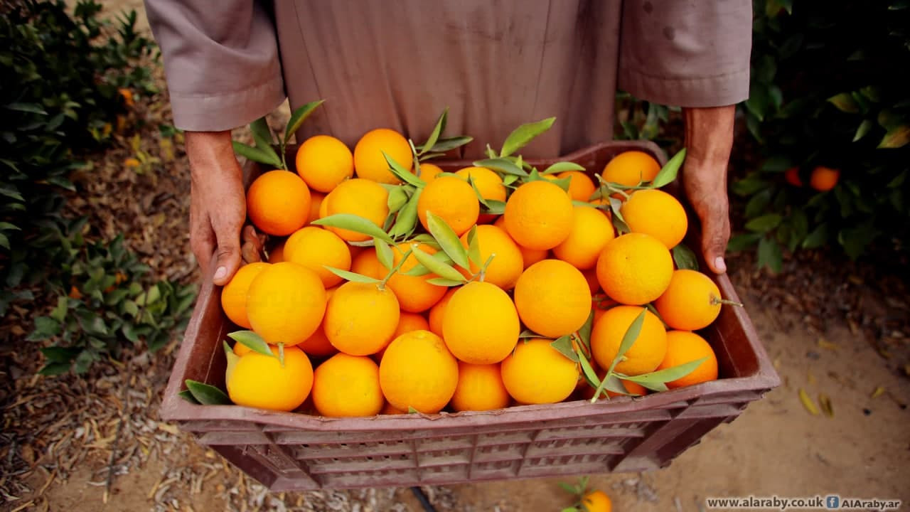 أربعة مسافرين يأكلون 30 كيلوا...