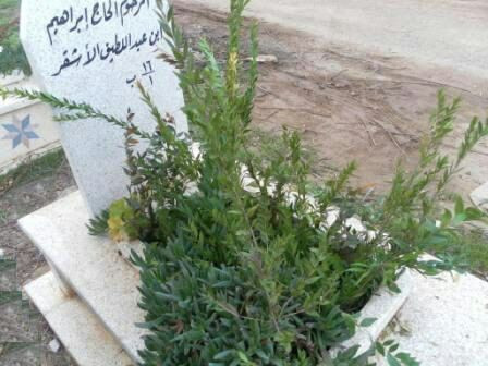 نبات ينشط طوال أيام السنة على...