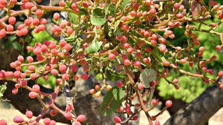 بأكثر من 20 ألف طن.. تراجع إنت...