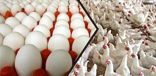 سكان اللاذقية يودعون "البيض".....