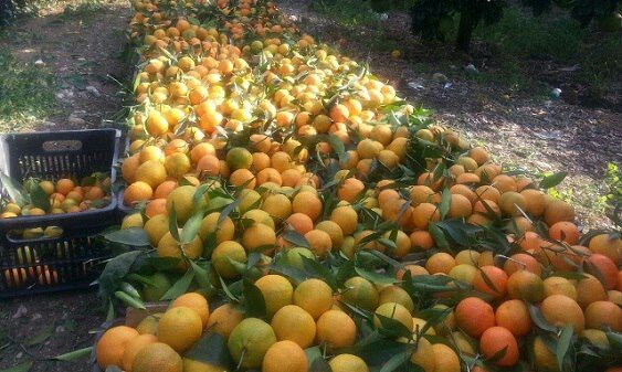 "عمرو سالم" يدافع عن "السورية...