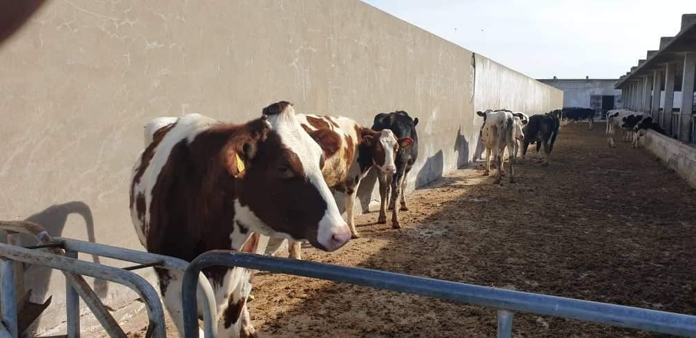 إيران تستأجر مبقرة بسوريا.. وم...