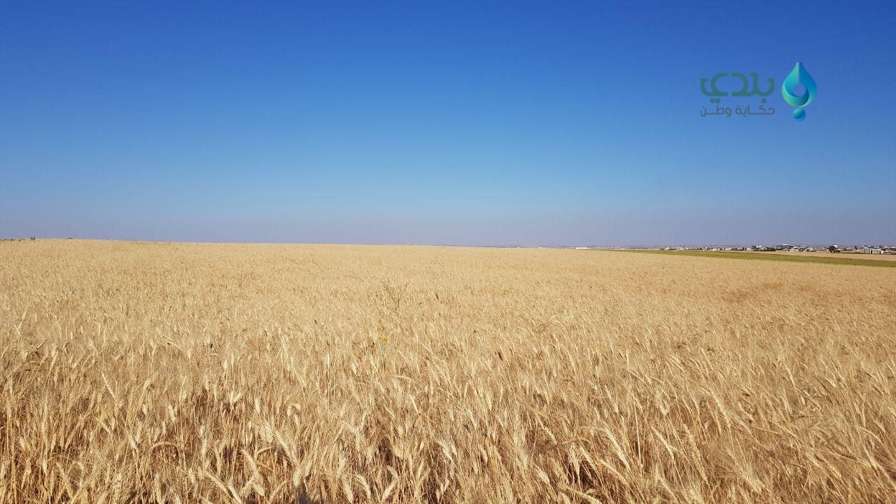 حكومة النظام تفتح الباب لاستير...