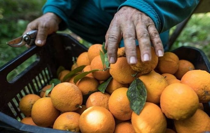 استمرار التراجع الكبير في إنتا...
