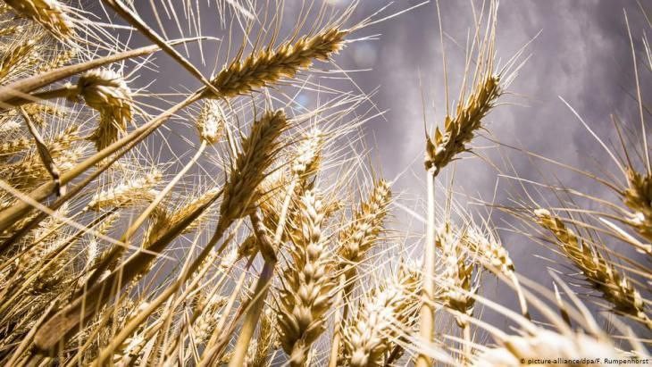بدء موسم بذار القمح.. معوقات ت...