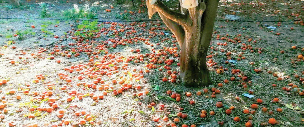 ضربة جديدة لمزارعي الحمضيات في...