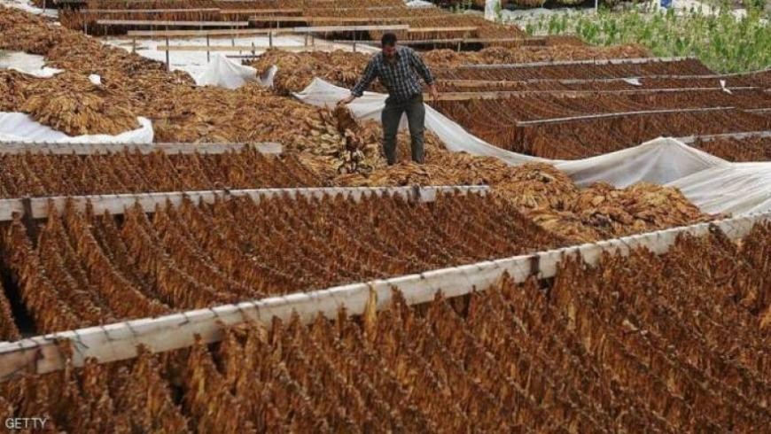 النظام يحدد أسعار جديدة للتبغ...