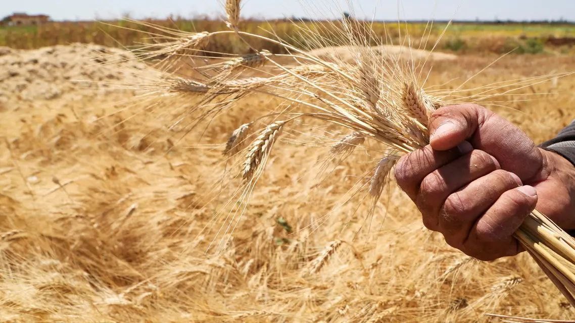 "اتحاد الفلاحين" يرفض تسعيرة ا...