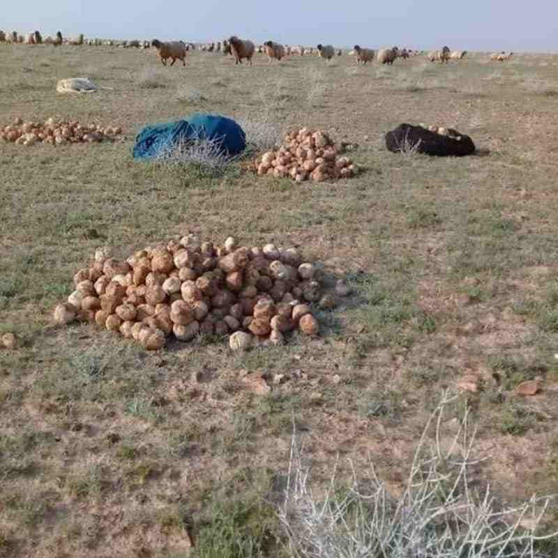 تقرير: 99 شخصا قضوا خلال البحث...