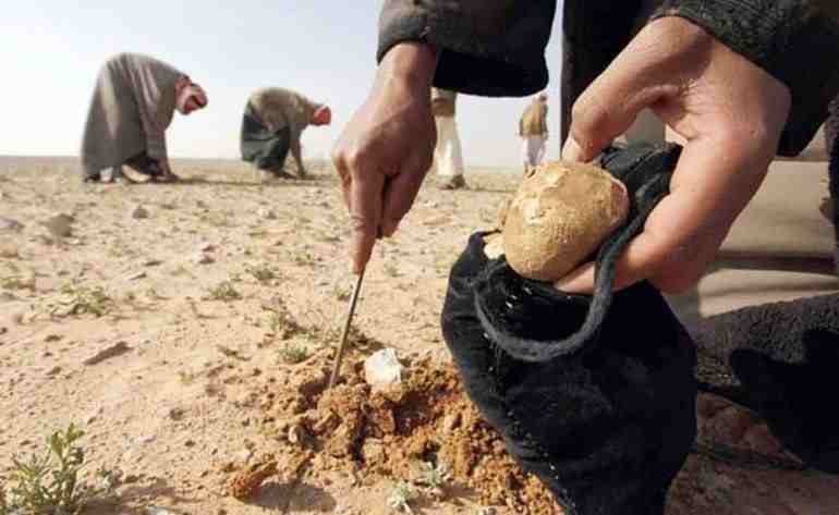 تقرير: 205 قتلى أثناء بحثهم عن...