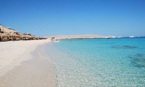 بالفيديو.. سمكة قرش تودي بحياة...