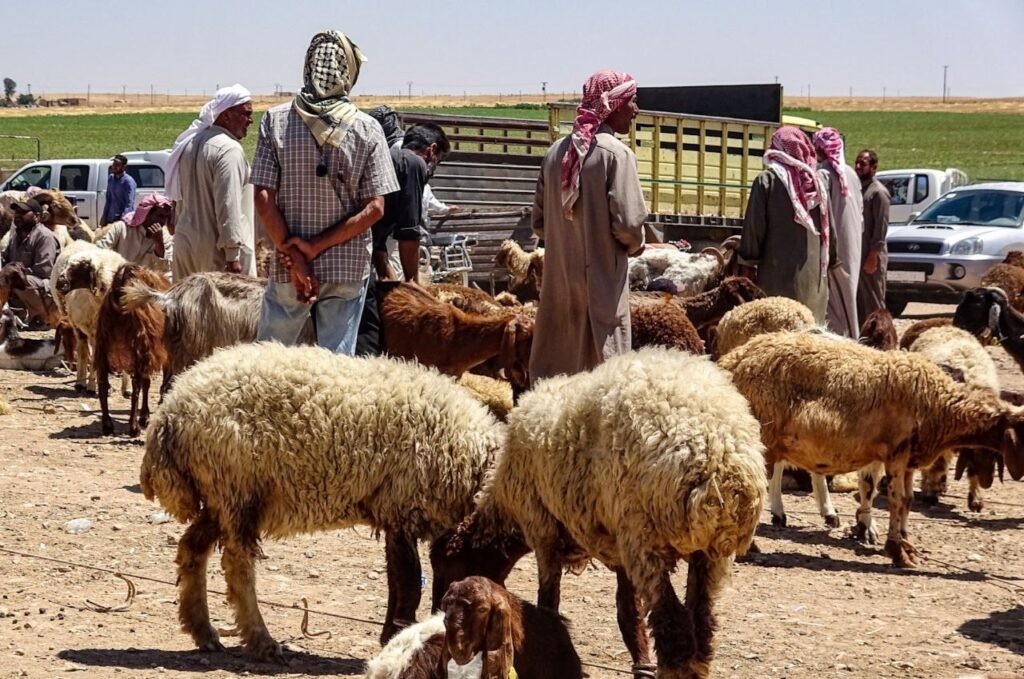 تراجع الإقبال على شراء الأضاحي...