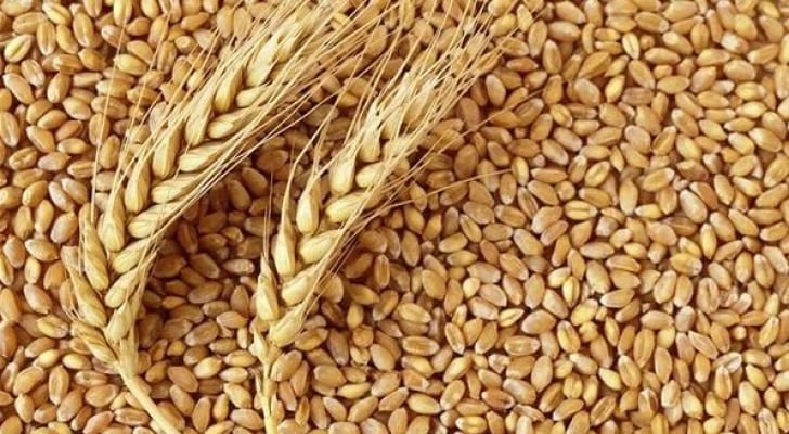 مئات آلاف من أطنان الشعير المن...