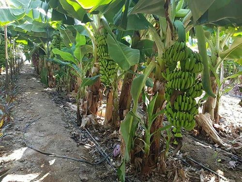 أزمة الموز باتت سنوية في سوريا...