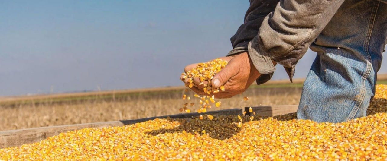 أزمة الأعلاف في سوريا تعود إلى...