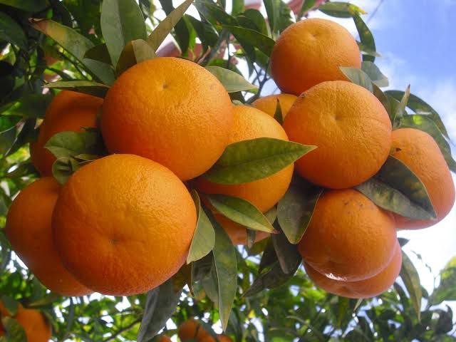 "لجنة تصدير الحمضيات": تفند مز...