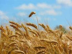 قرارات حكومة النظام تحاصر الفل...