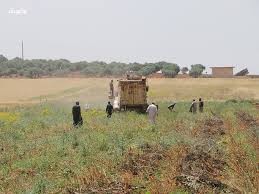 محصول الكمون يتضرر بالهطولات ا...