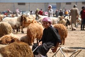 أسعار الأضاحي تحلق وتدفع الأها...
