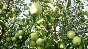 بسبب موجات الحر والأمطار  تراج...