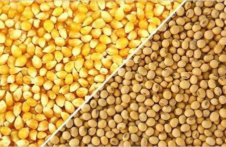 النظام يطرح مناقصة دولية لشراء...