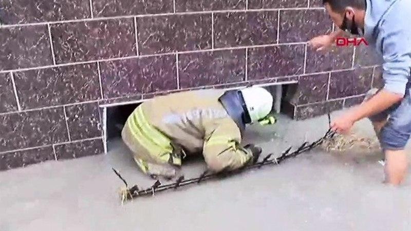 بالفيديو.. مواطن تركي ينقذ 3 أ...