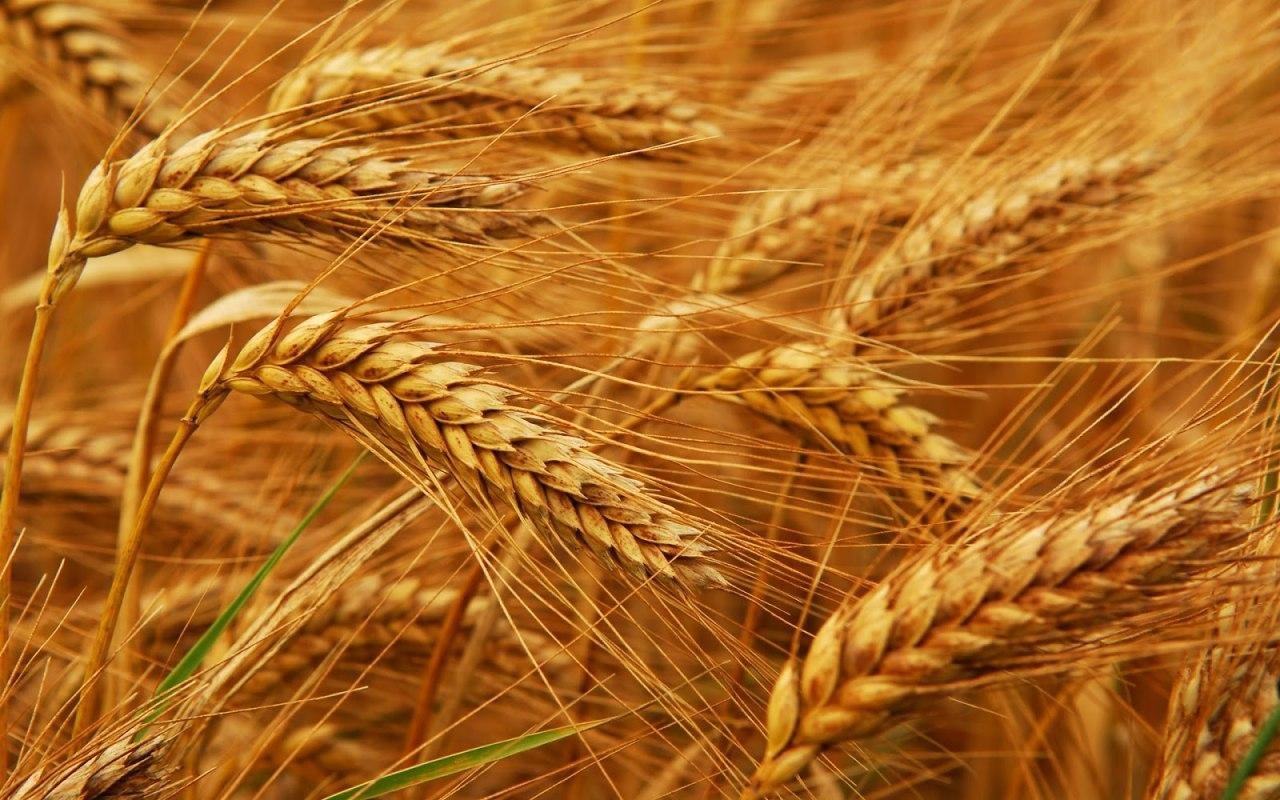 إيران تبدأ تنفيذ عقود إقامة خم...