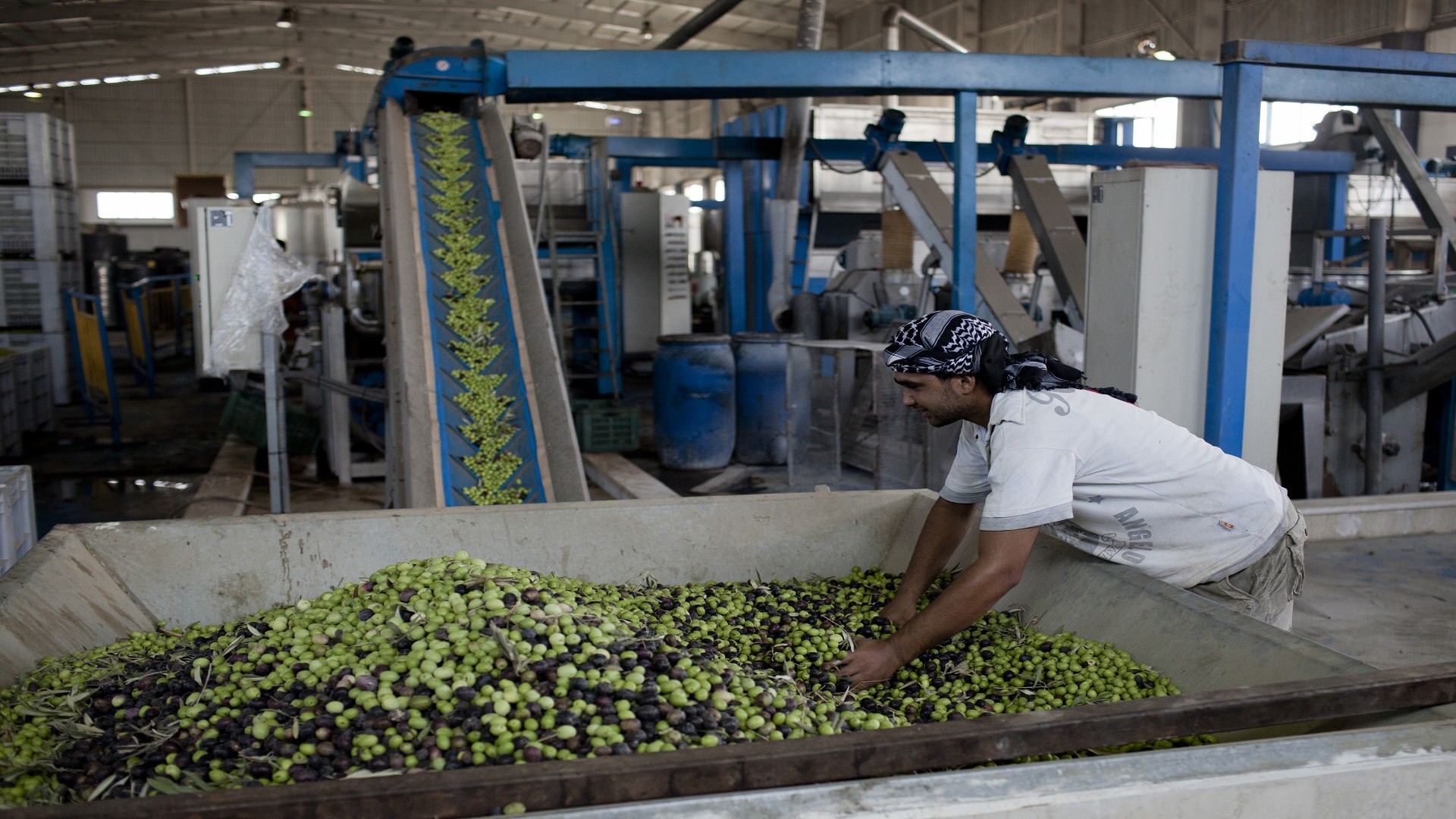 معاصر الزيتون غرب الرقة ترد عل...