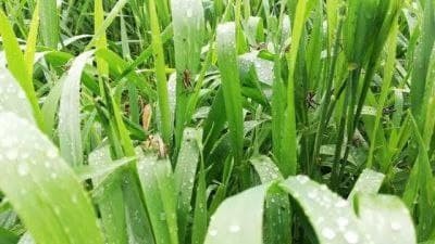 "وزارة الزراعة" تكشف حجم أضرار...