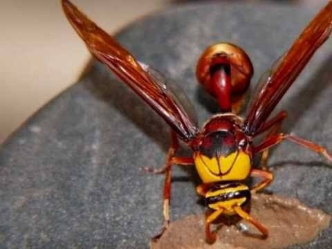 دبابير حمراء قاتلة تهاجم سيدة...