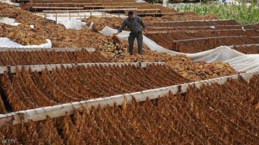 ارتفاع أسعار الدخان الوطني 40%...