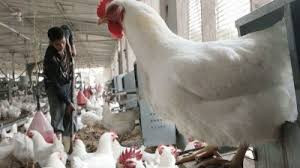 رئيس لجنة تربية الدواجن في اتح...