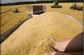 فساد بين  مسؤولي  استلام القمح...
