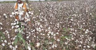 تراجع كبير في زراعته.. القطن و...