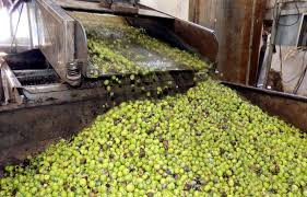 3 ملايين شجرة زيتون في محافظة...