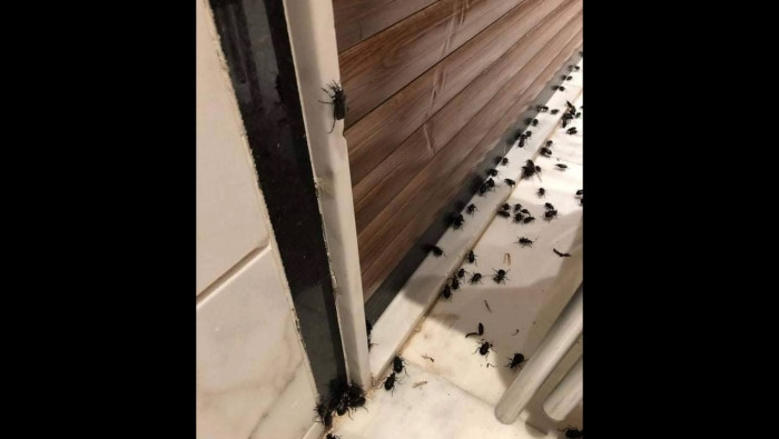 الخنافس السوداء تغزو دمشق والن...