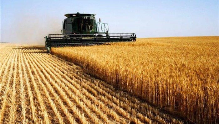 النظام يشتري 200 ألف طن من قمح...