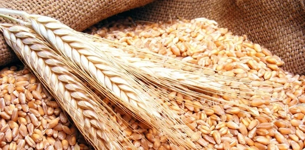 هيئة الحبوب السورية تدرس عروضا...