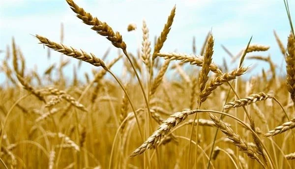 سوريا تمنع استيراد القمح خلال...